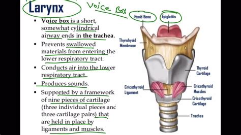 laryngeal voice box